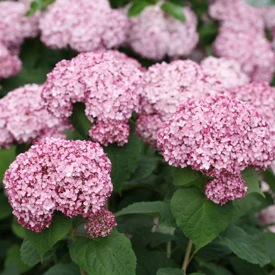 The beautiful silvery pink flowers of Incrediball Blush hydrangea